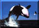 orca4.jpg (58123 bytes)